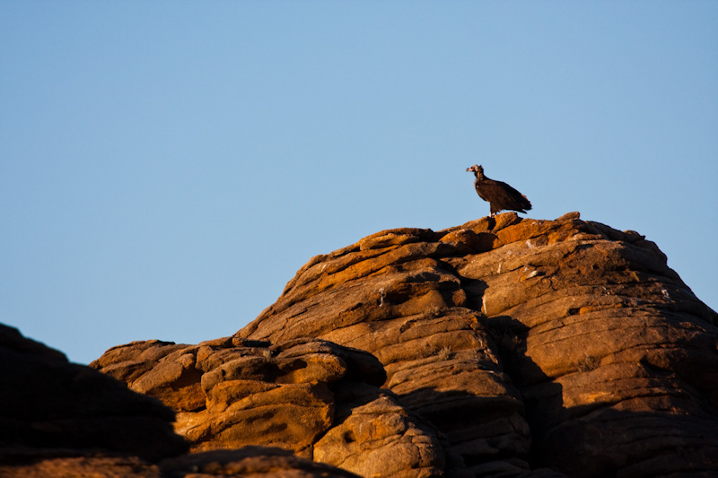 Cinareous Vulture